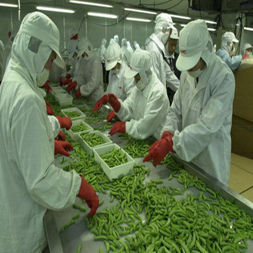 vegetable-processing-plant-500x500